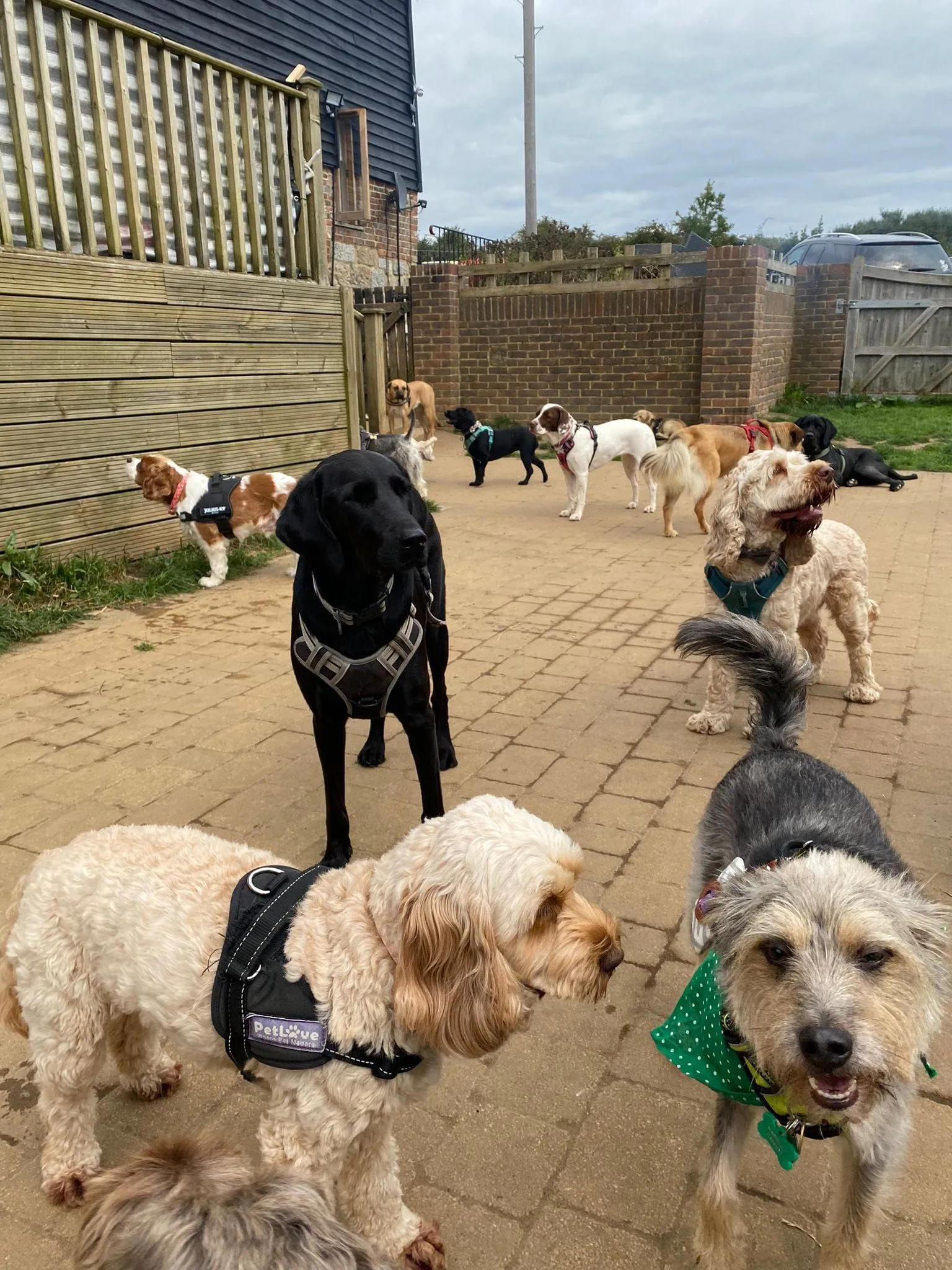 Dogs playing together in the courtyard at Fairy Tails
