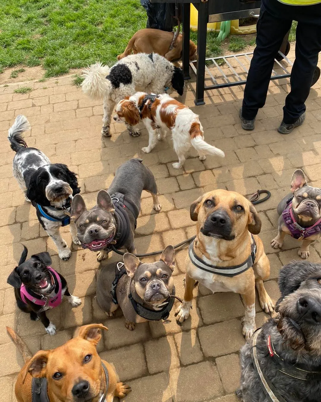 A group of dogs of all shapes and sizes looking up at the camera in the daycare yard