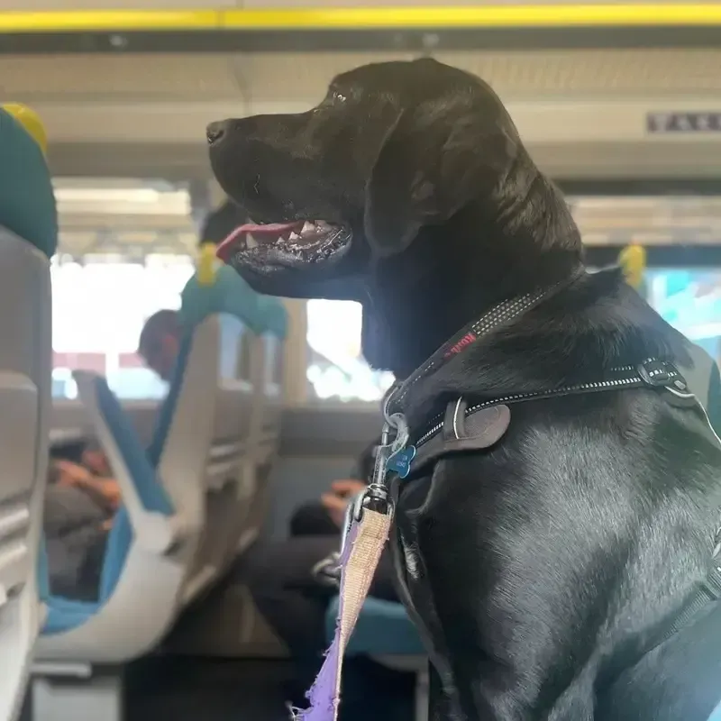 A dog sitting calmly on a bus