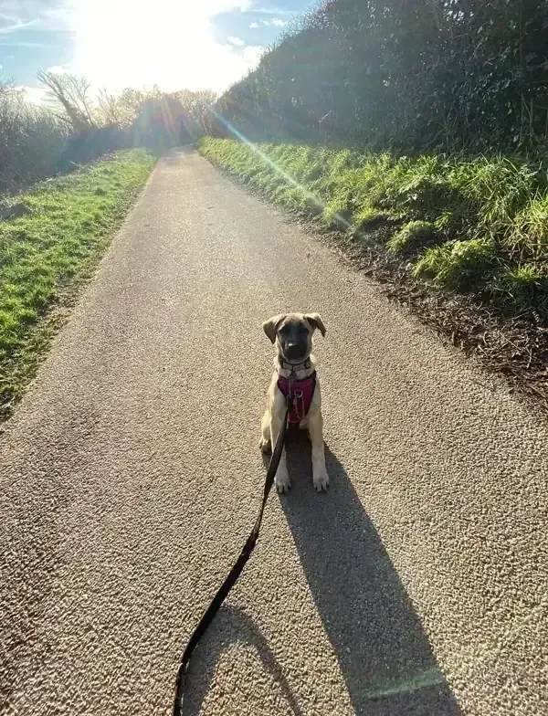 Puppy in training at The Fairy Tails