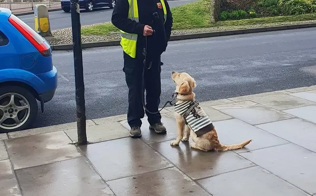 A puppy being trained on a busy town pavement