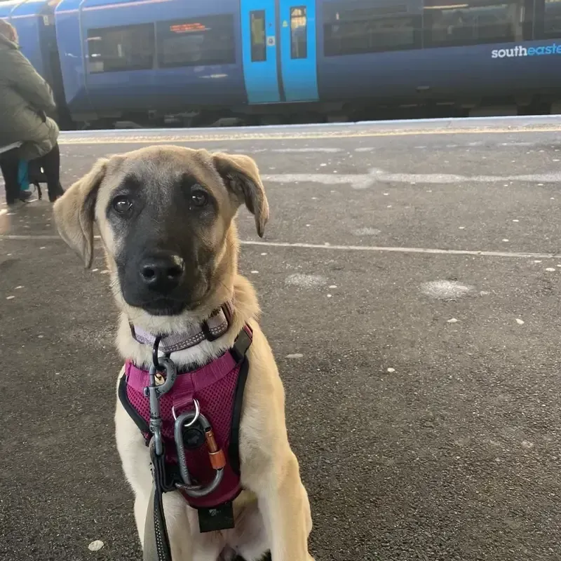 Residential Puppy Training