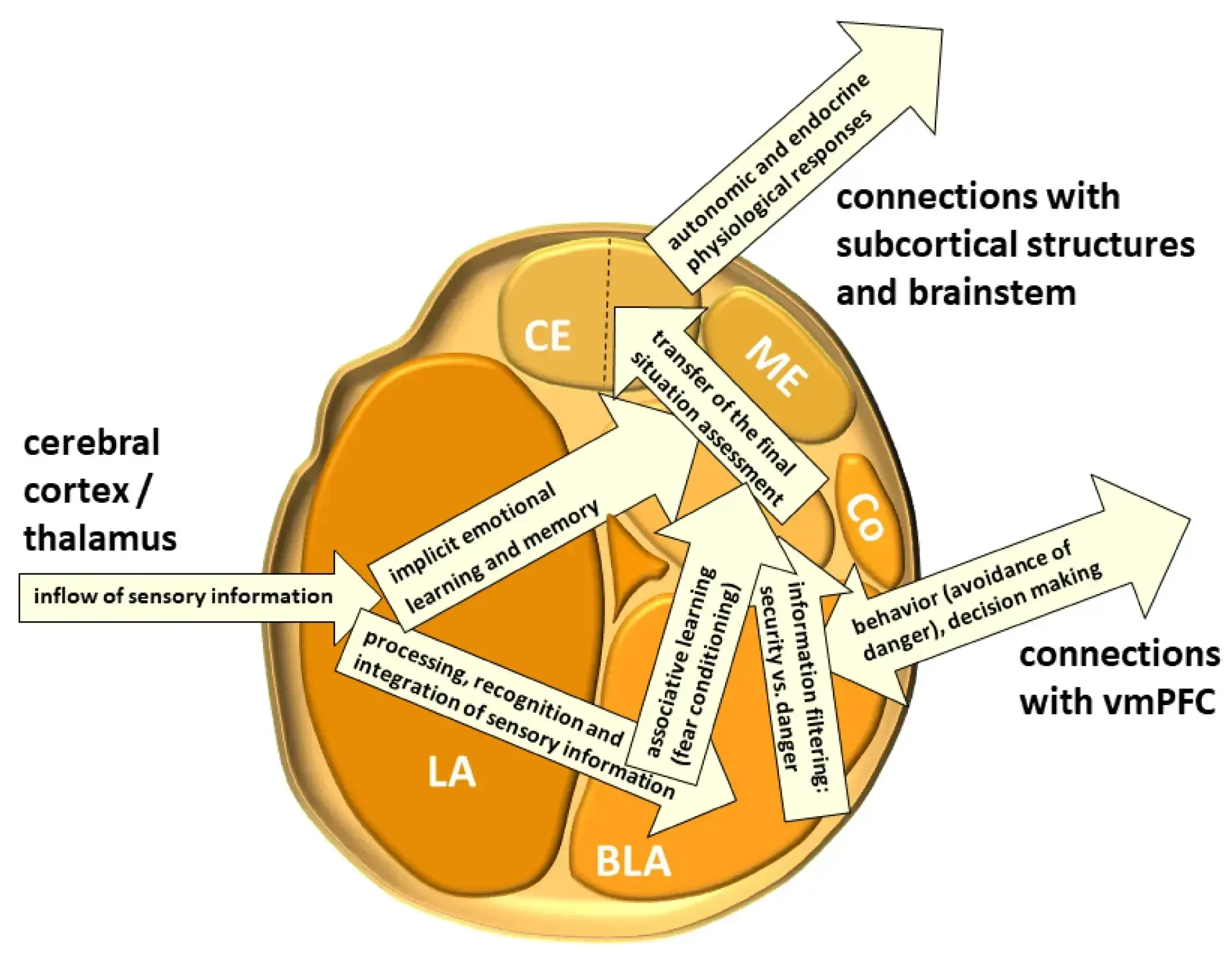 Diagram of the amygdala showing how sensory information flows through its nuclei to drive fear conditioning, physiological responses and behaviour