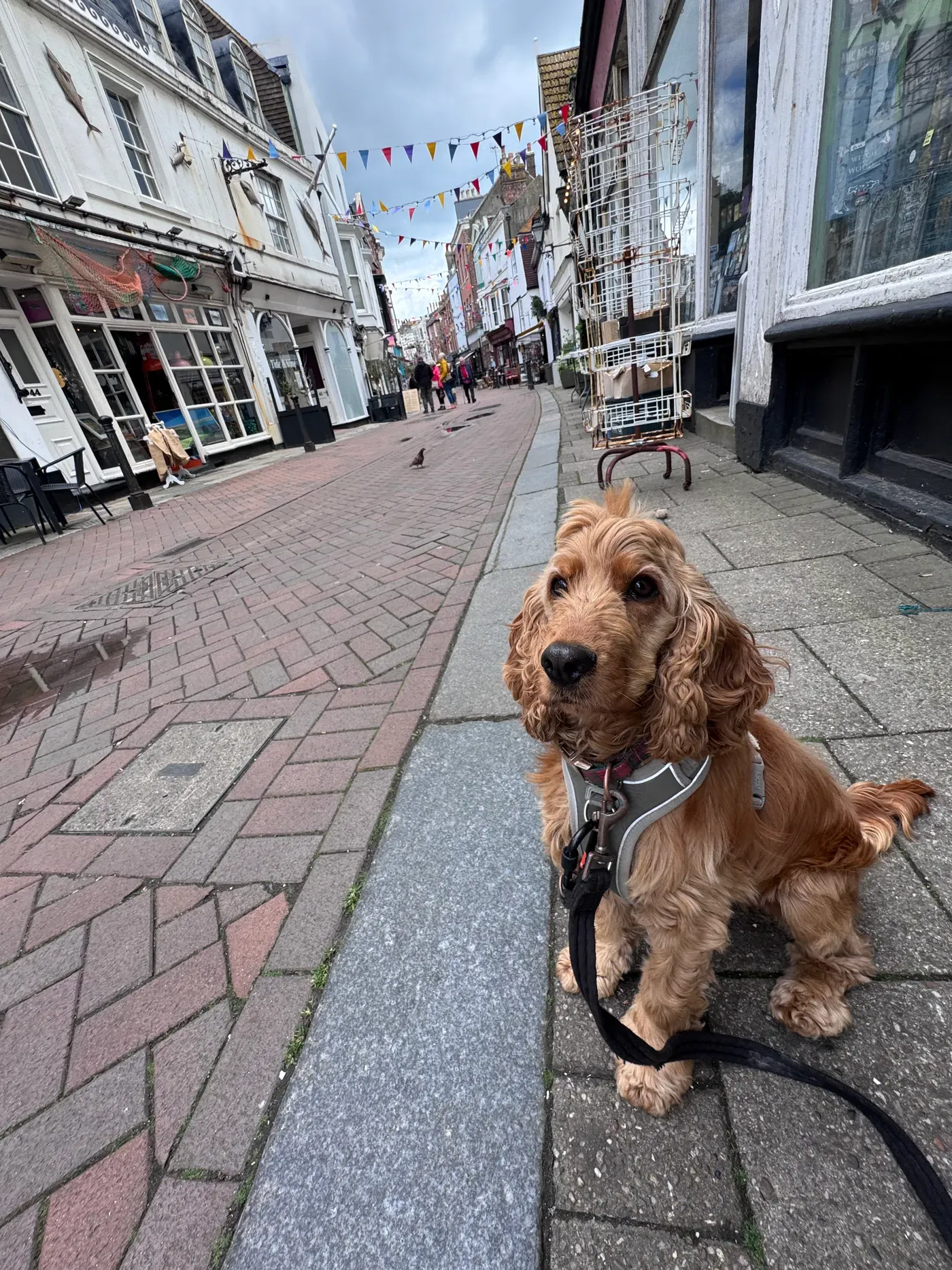 Henry, a young cocker spaniel, out on the lead in town