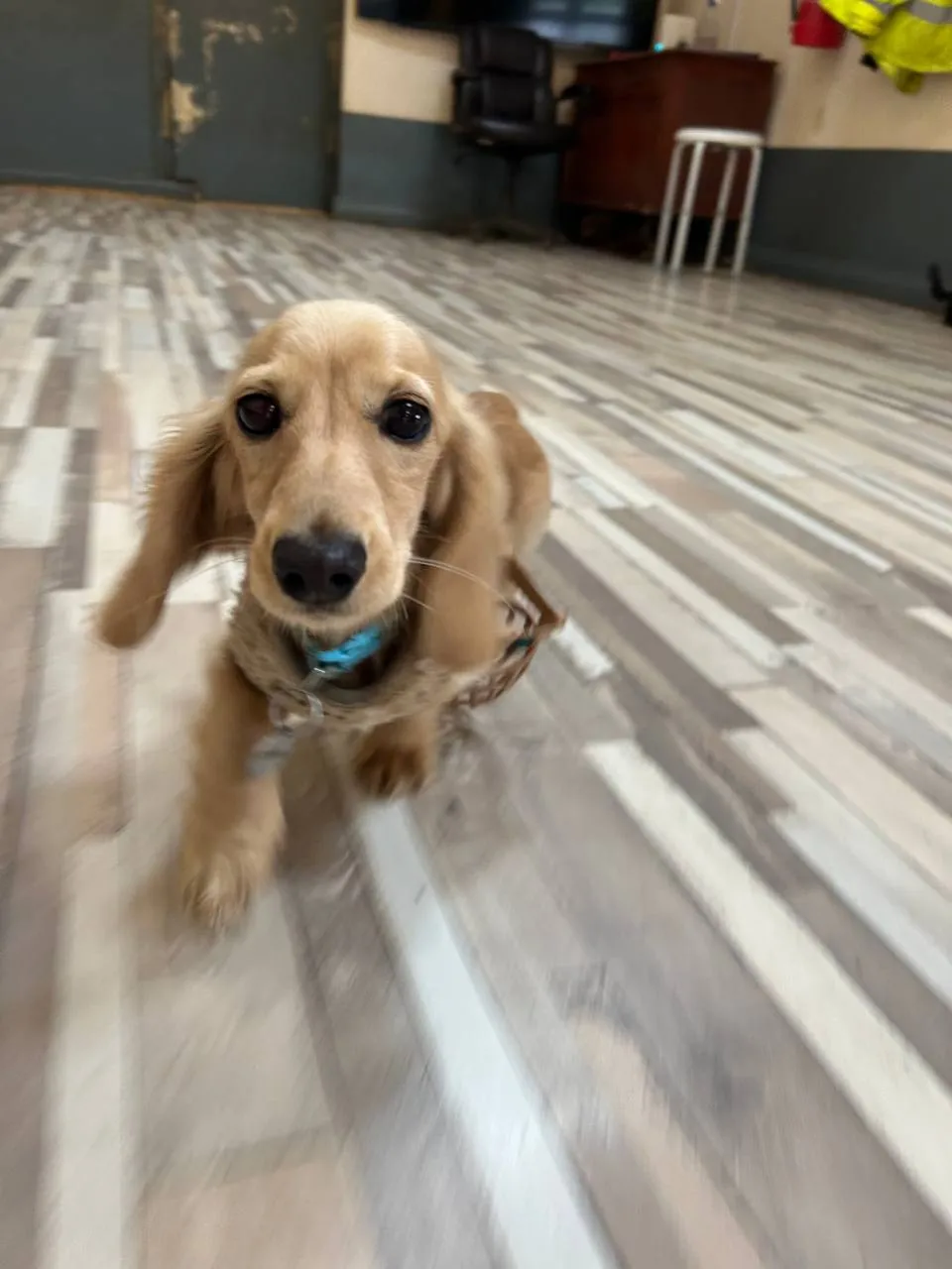 Golden Labrador wearing blue collar, sitting indoors on wooden floor, looking at camera