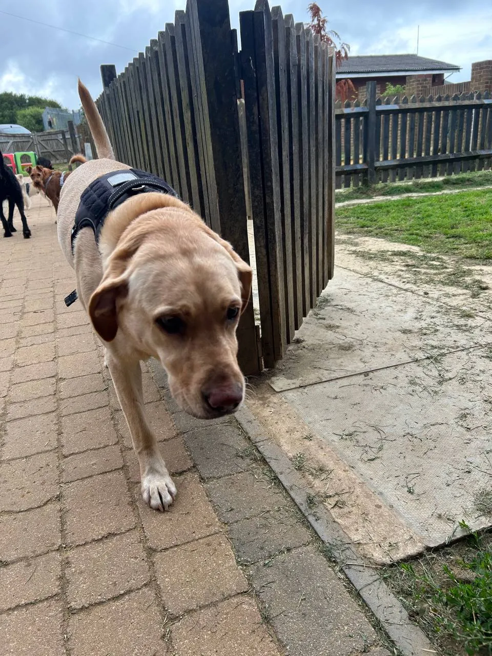 Yellow Labrador walking towards the camera across a paved outdoor area at Fairy Tails