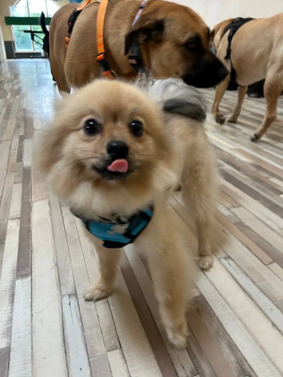 Fluffy cream Chow Chow with blue collar standing on wooden flooring, tongue playfully out, larger dogs blurred behind