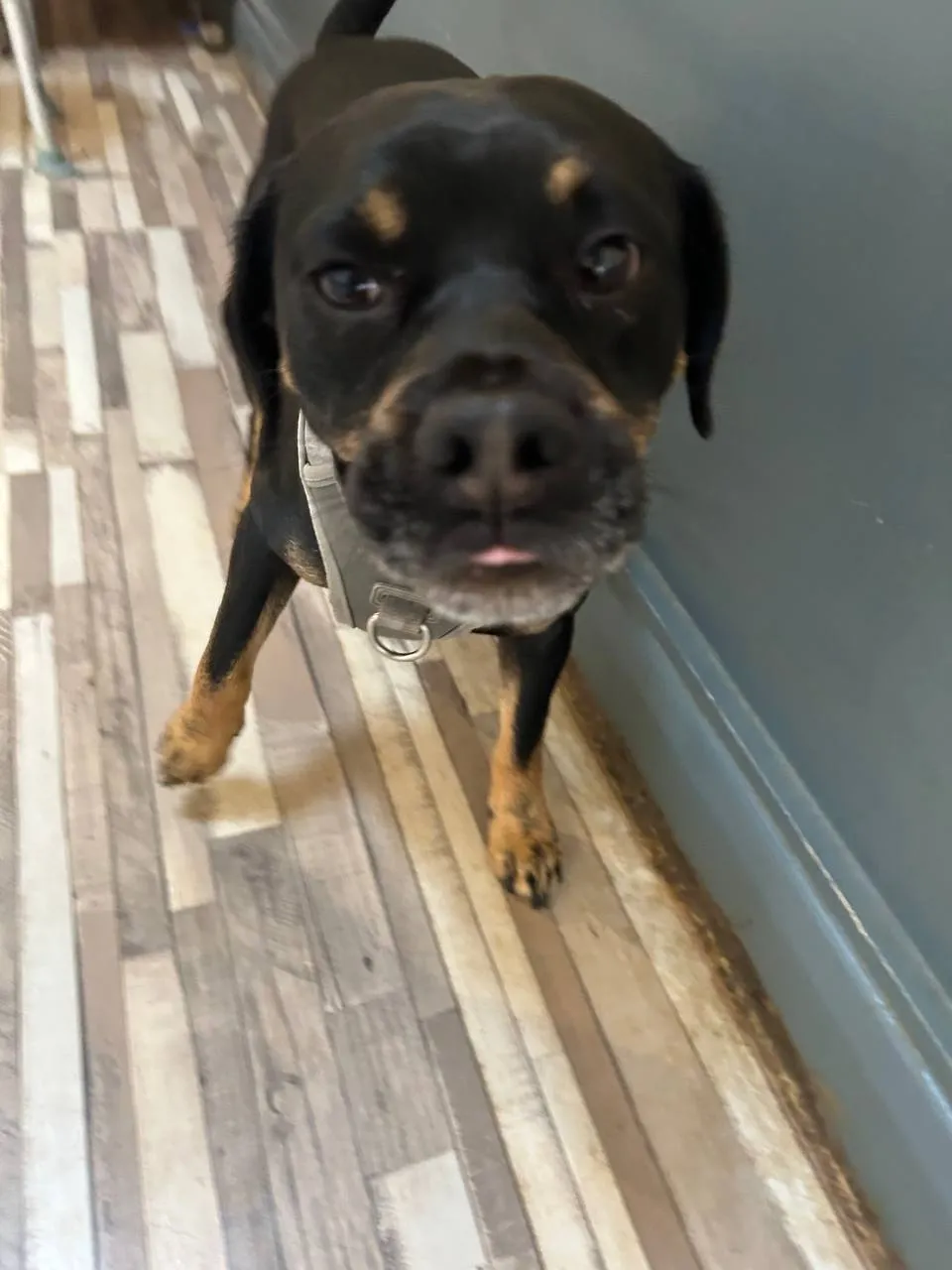 Rolo, a Fairy Tails dog — a day at day school