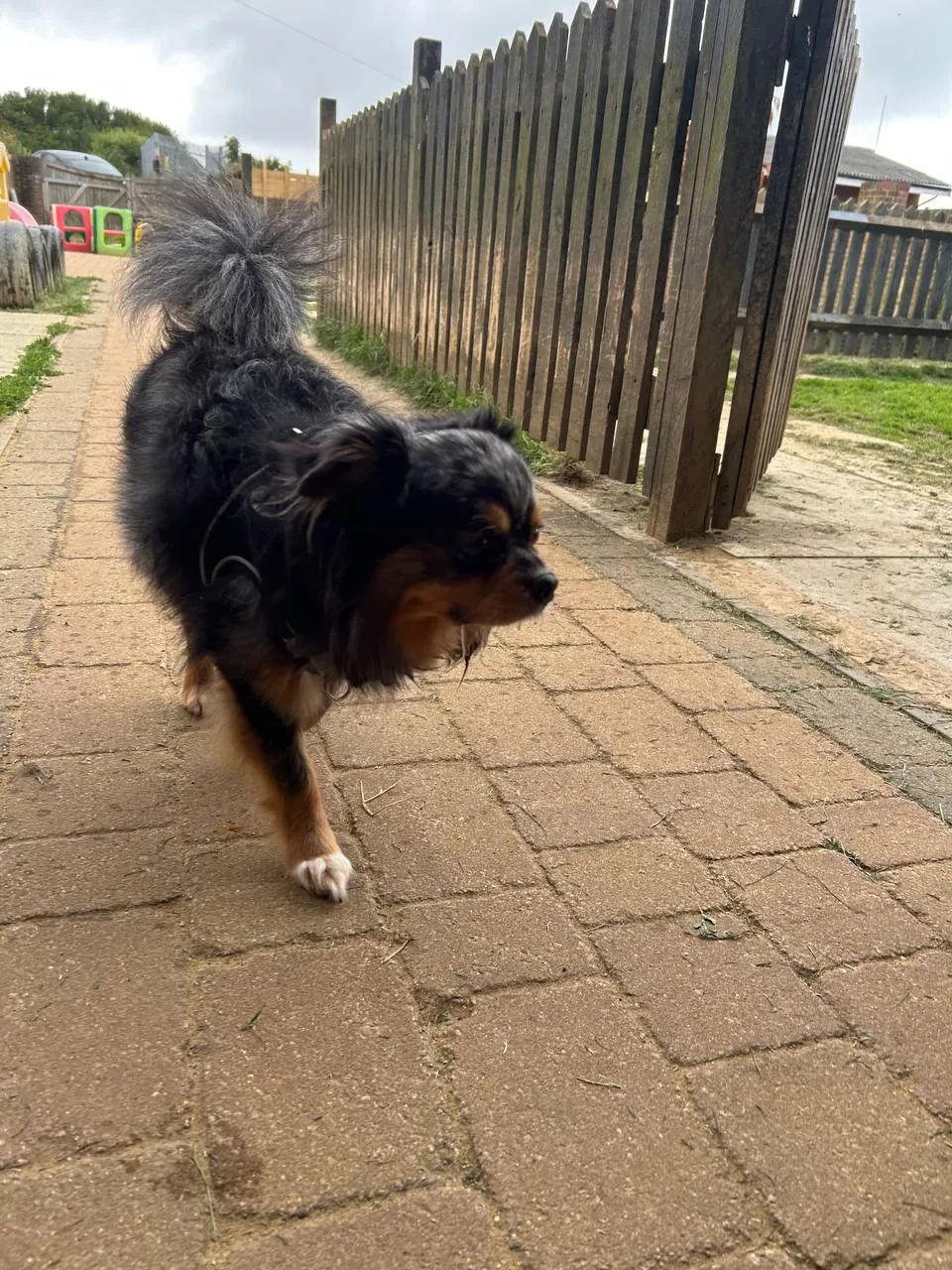 Black and tan long-haired dog walking through farmyard with wooden fencing