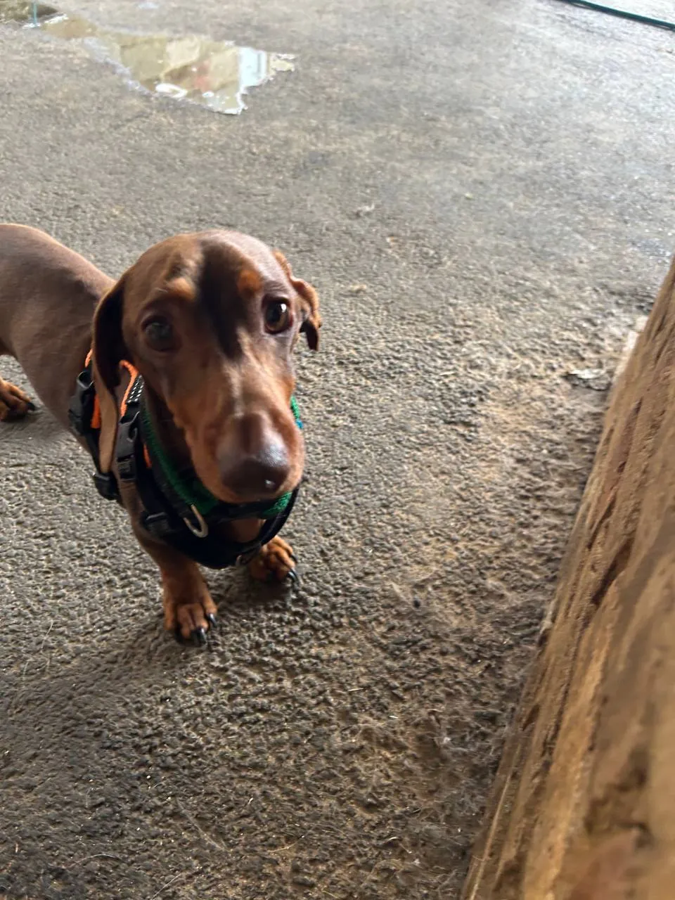 Alert beagle in colourful harness walking on gravel country path