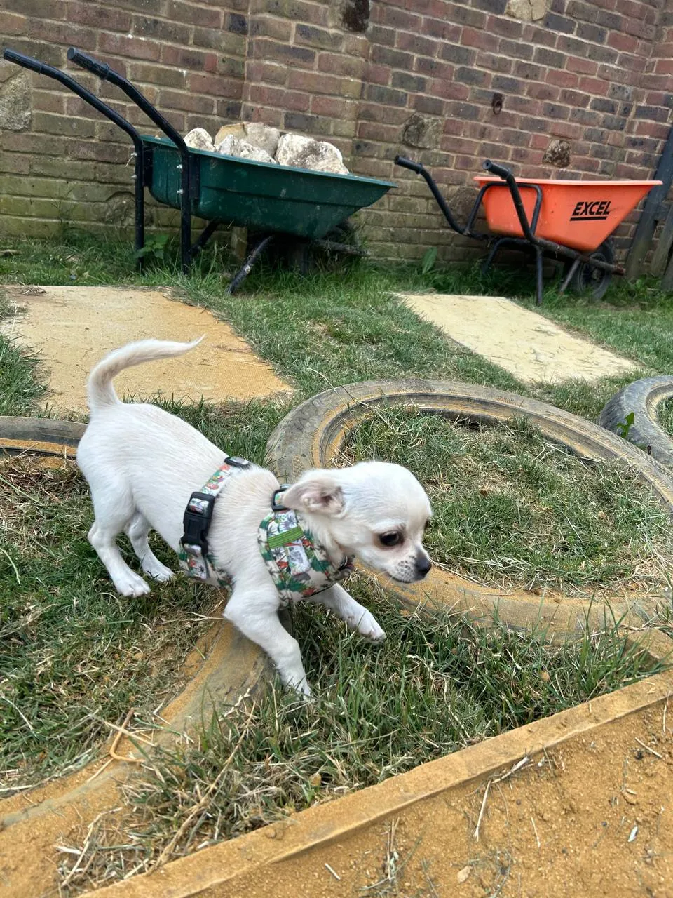 Betty, a Fairy Tails dog — making new friends