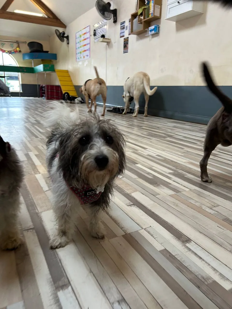 Grey and white terrier wearing red collar, alert and engaged indoors with other dogs playing in background
