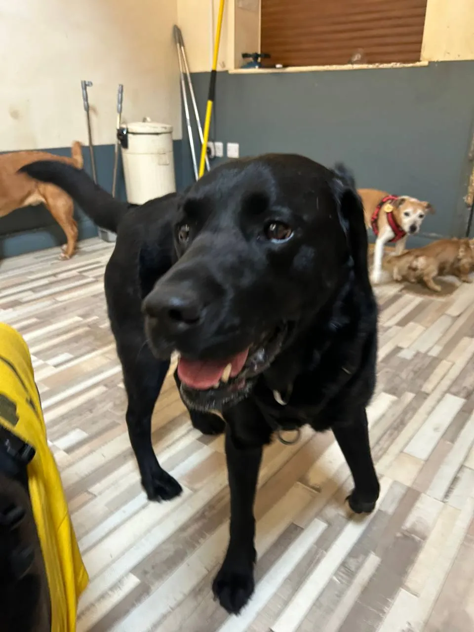 Black Labrador with tongue out in indoor play facility, other dogs blurred in background