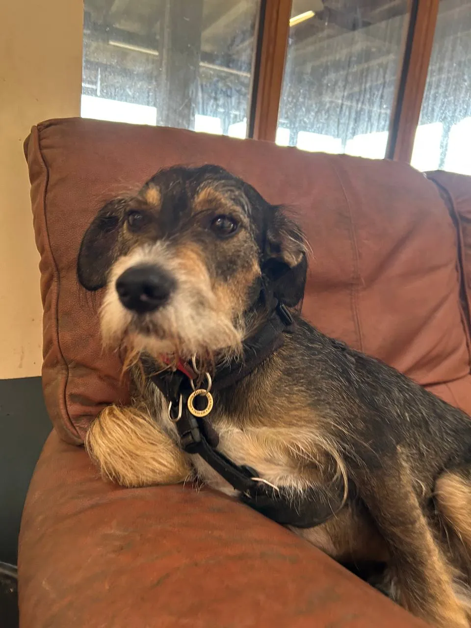 Wiry-coated tan-and-black terrier sitting on a brown leather sofa wearing a collar with a gold tag