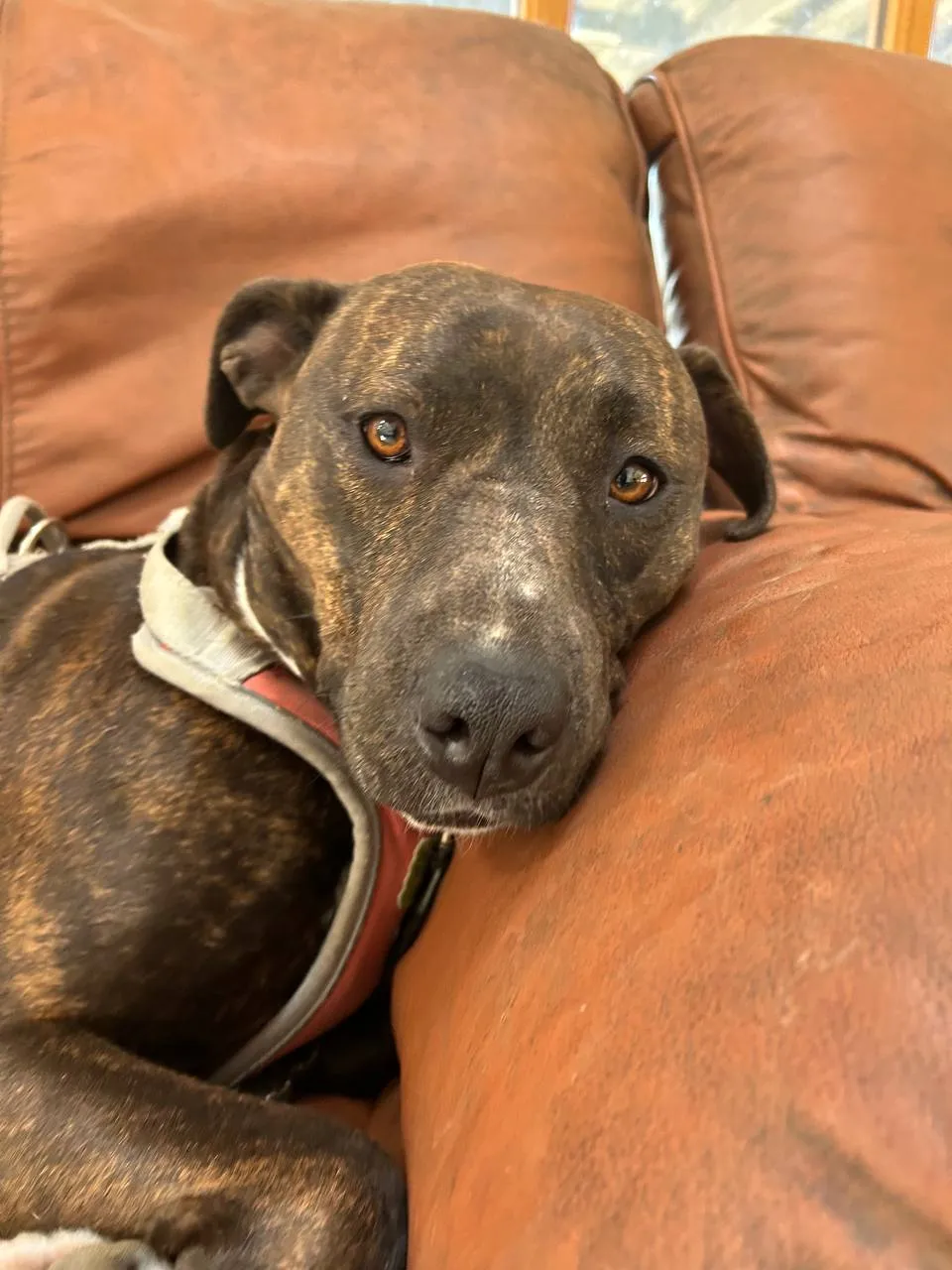 Dark sighthound resting on tan leather sofa, amber eyes looking directly at camera