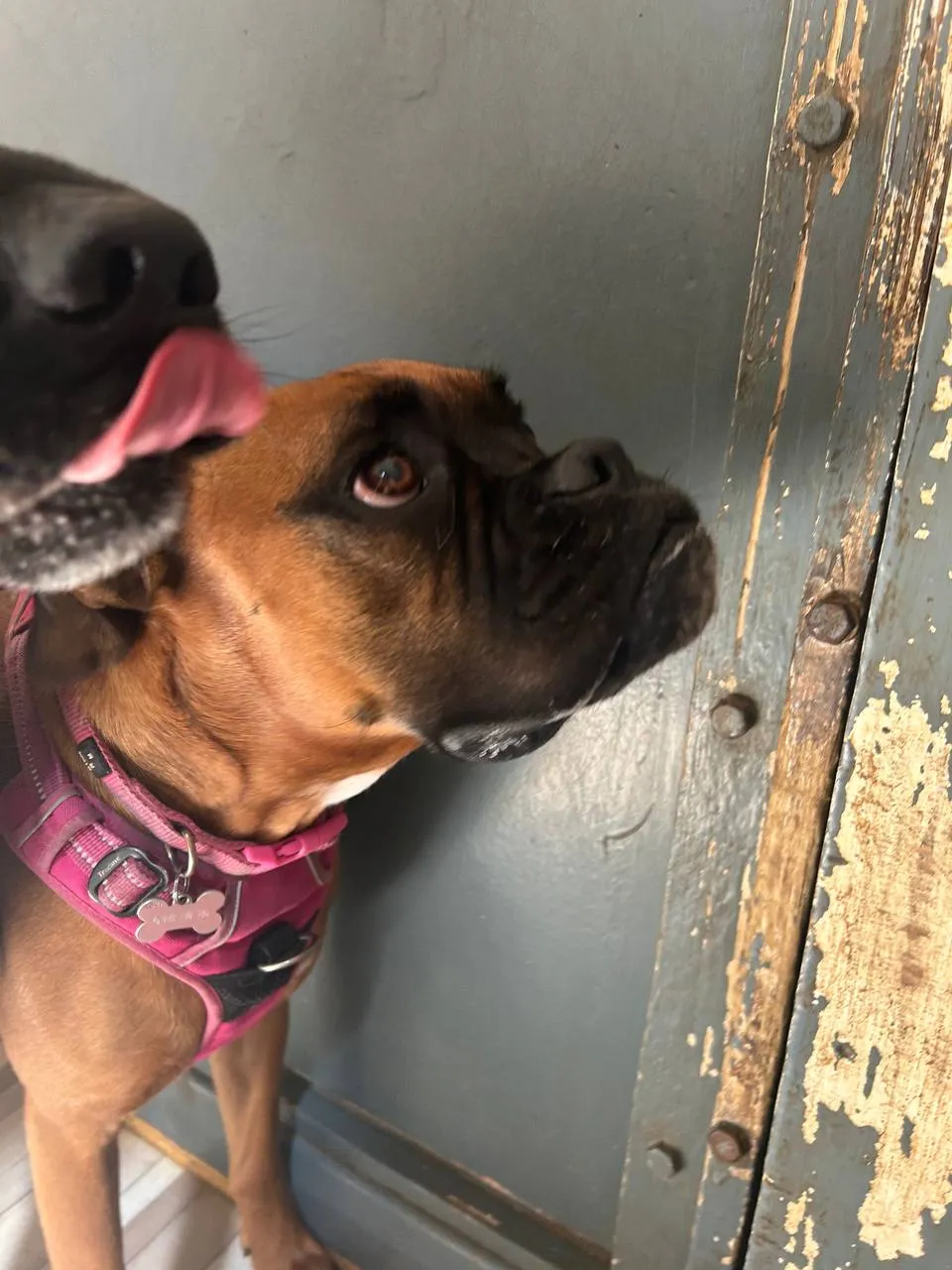 Brown and black terrier in a hot-pink harness looking up at the camera beside a weathered wooden door