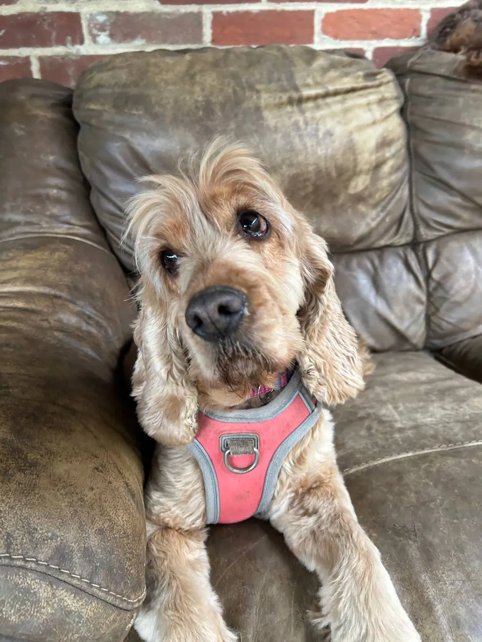 Cream-coloured spaniel resting on grey sofa, wearing red harness, looking at camera