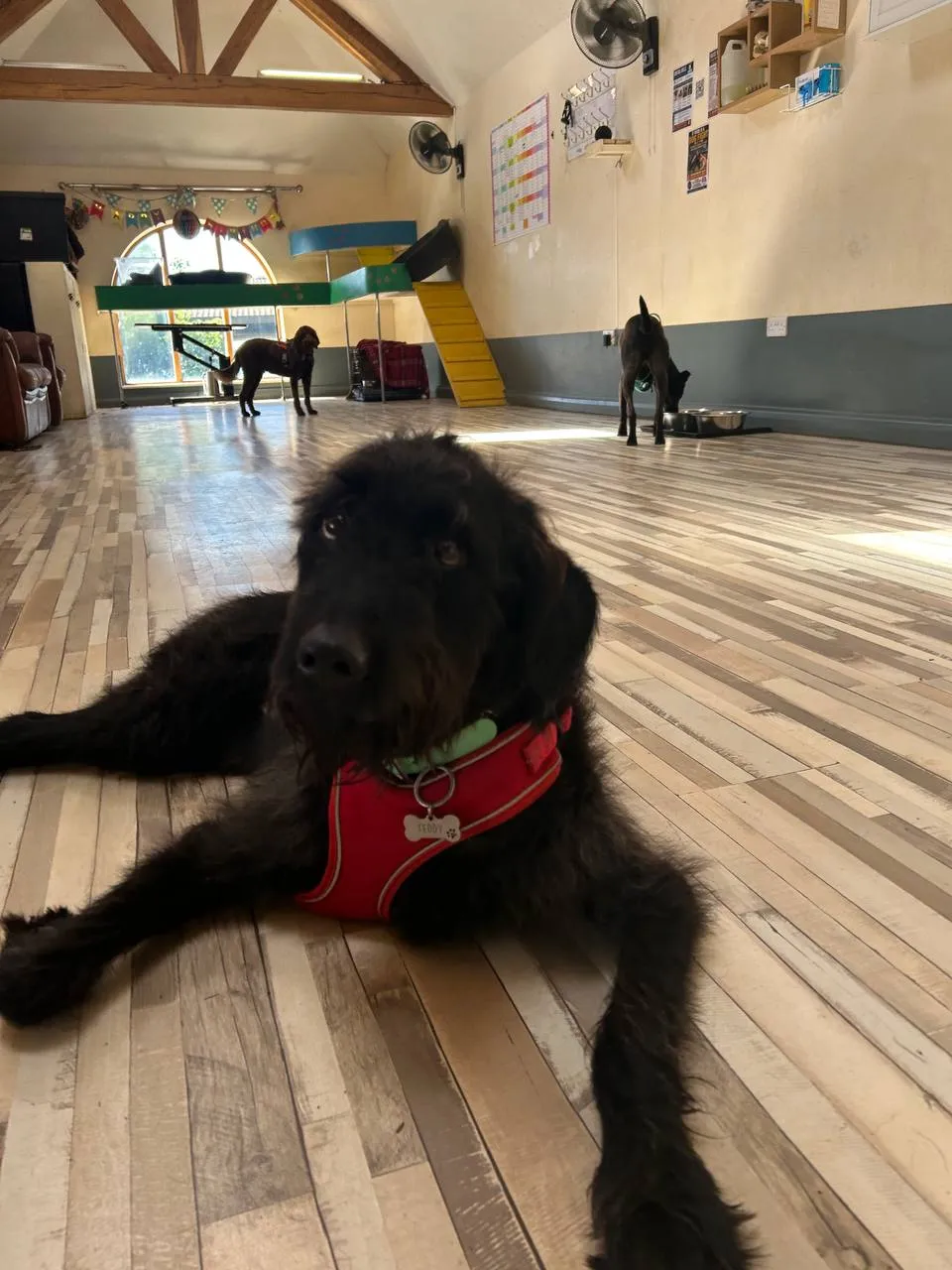 Teddy, a Fairy Tails dog — playtime at the barn