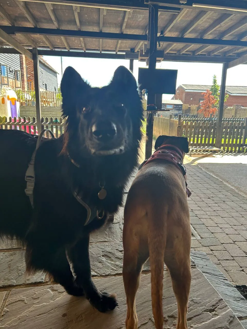 Black-and-tan German Shepherd alert in sunny farmyard courtyard, under wooden pergola, with rural outbuildings beyond