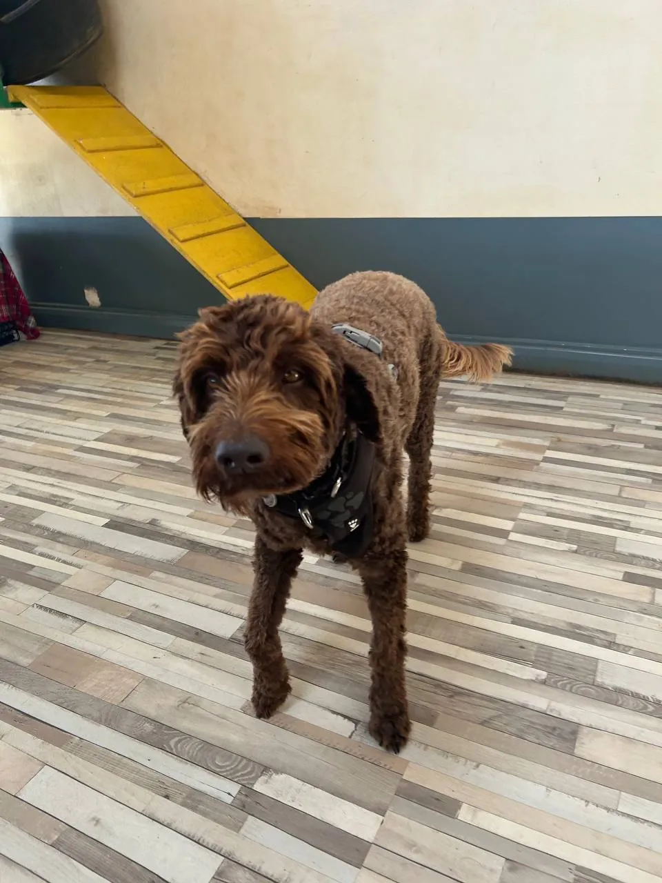 Chocolate Doodle standing indoors on wooden flooring wearing tan jumper, alert expression