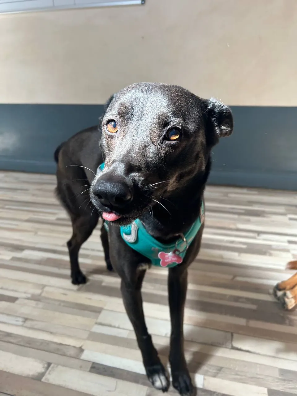Black dog with greying muzzle and amber eyes wearing teal harness