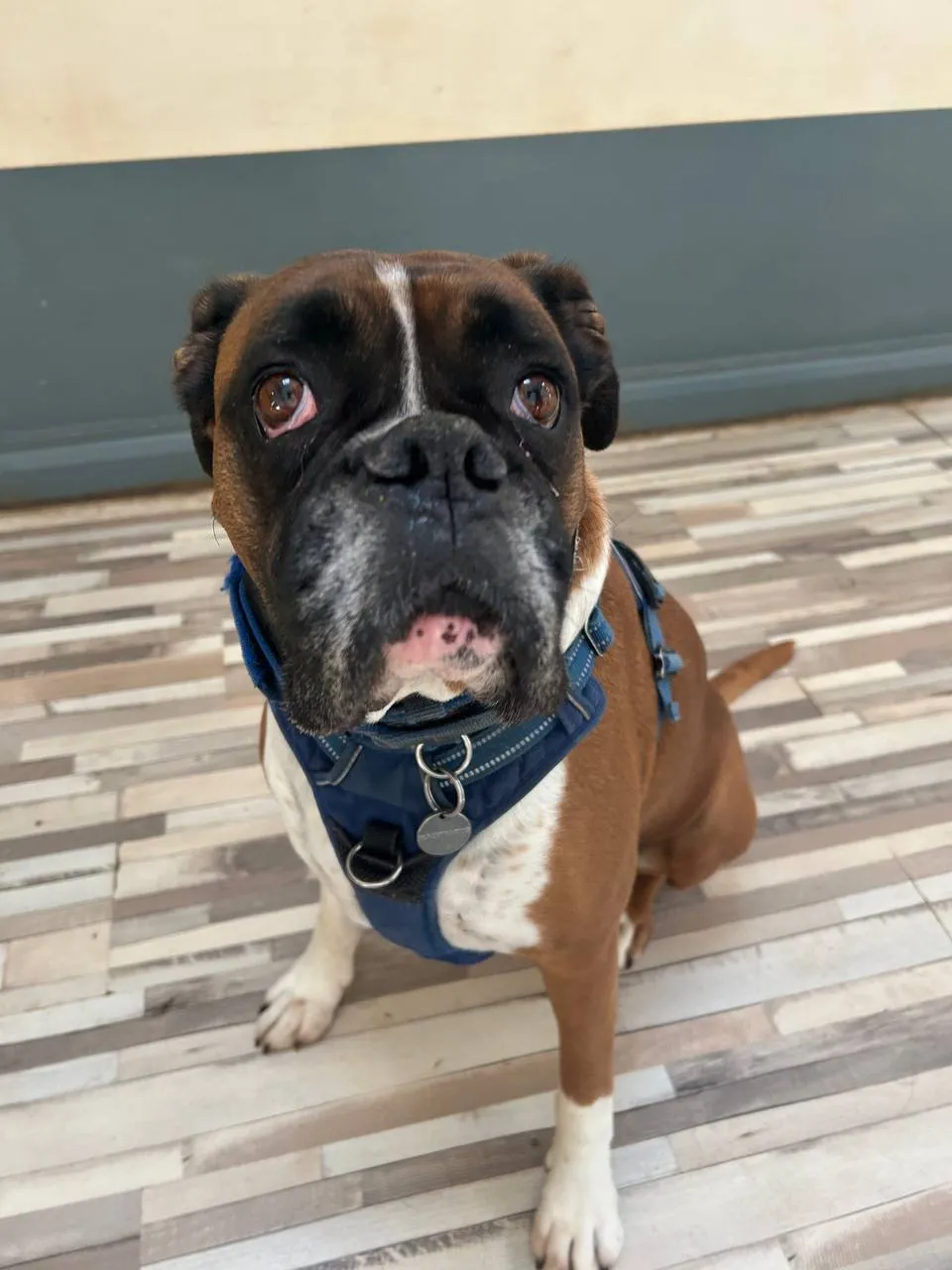 Brindle and white boxer in navy harness, facing camera with a bright, soulful expression, indoors