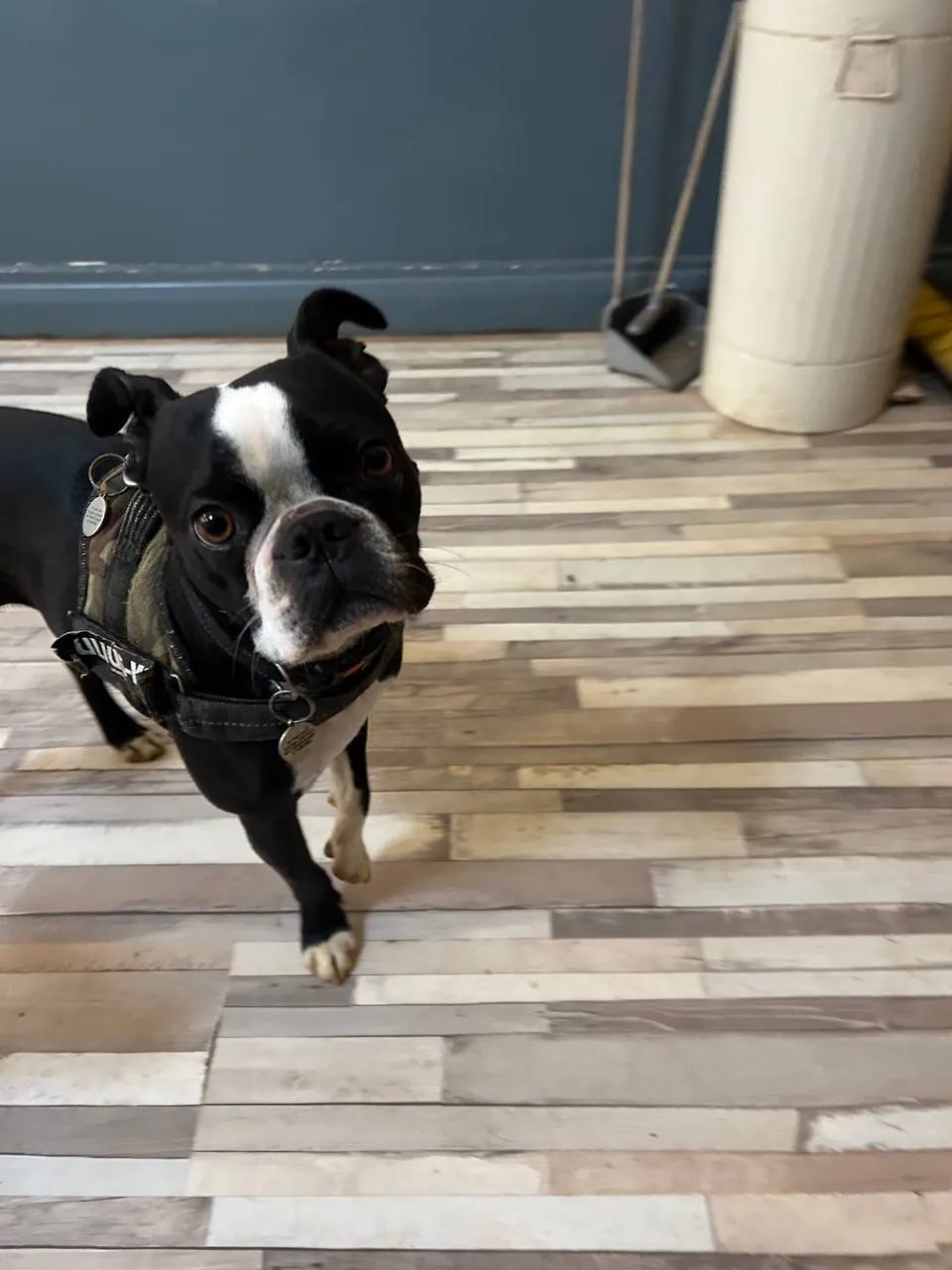 Black and white Boston Terrier in training harness, indoor portrait