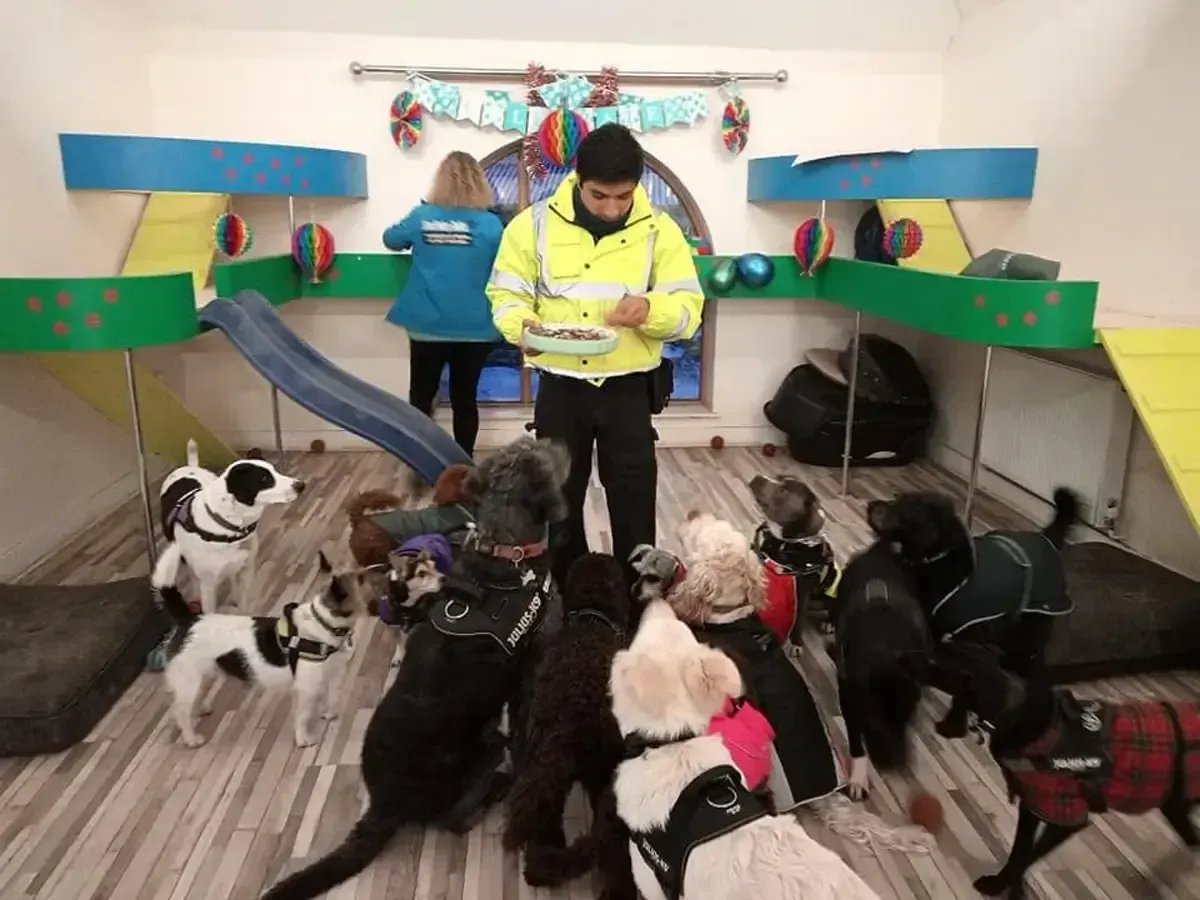 A dog's birthday party in the playroom — one of the team holding the cake while the whole gang waits