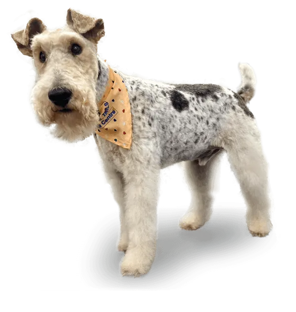 A happy Fairy Tails dog waiting to hear from you