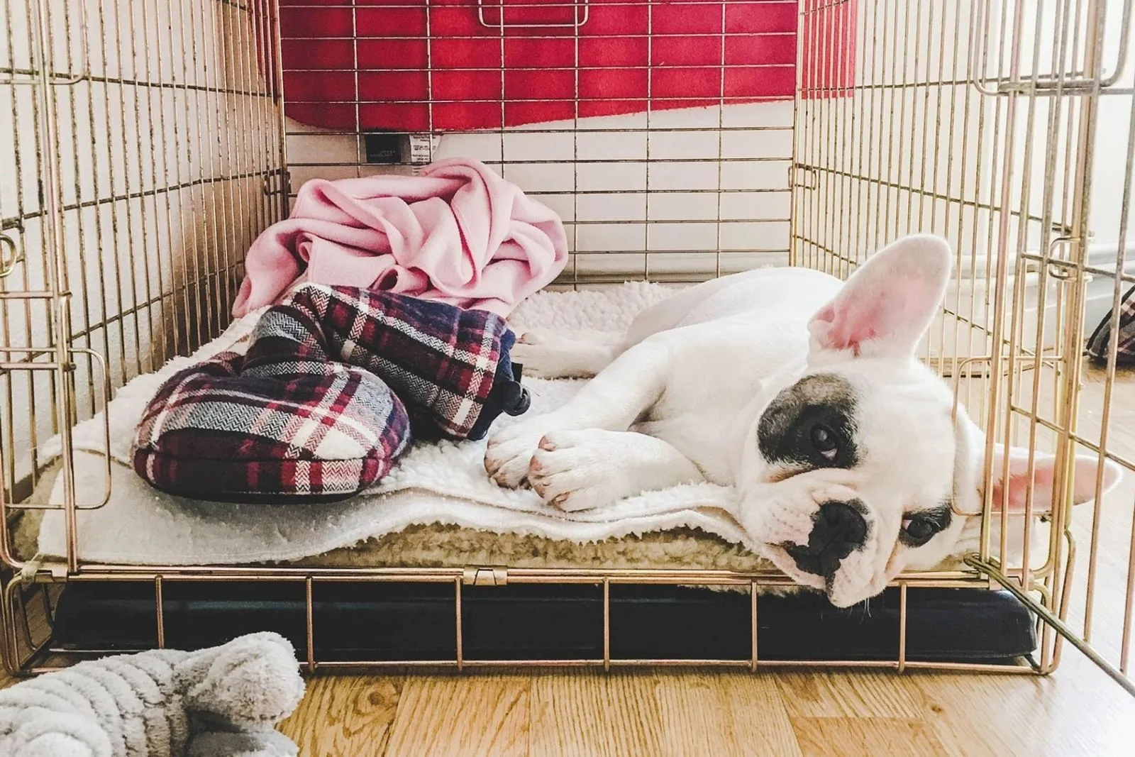 A yellow Labrador lying calmly in an open wire crate