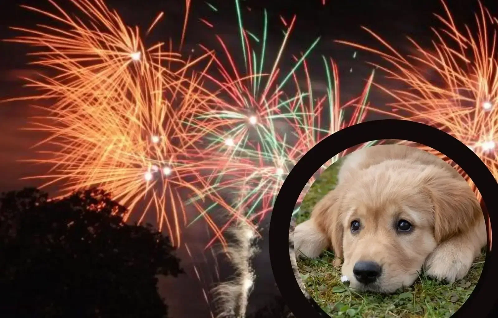 A golden retriever puppy lying on grass, inset against a night sky full of fireworks