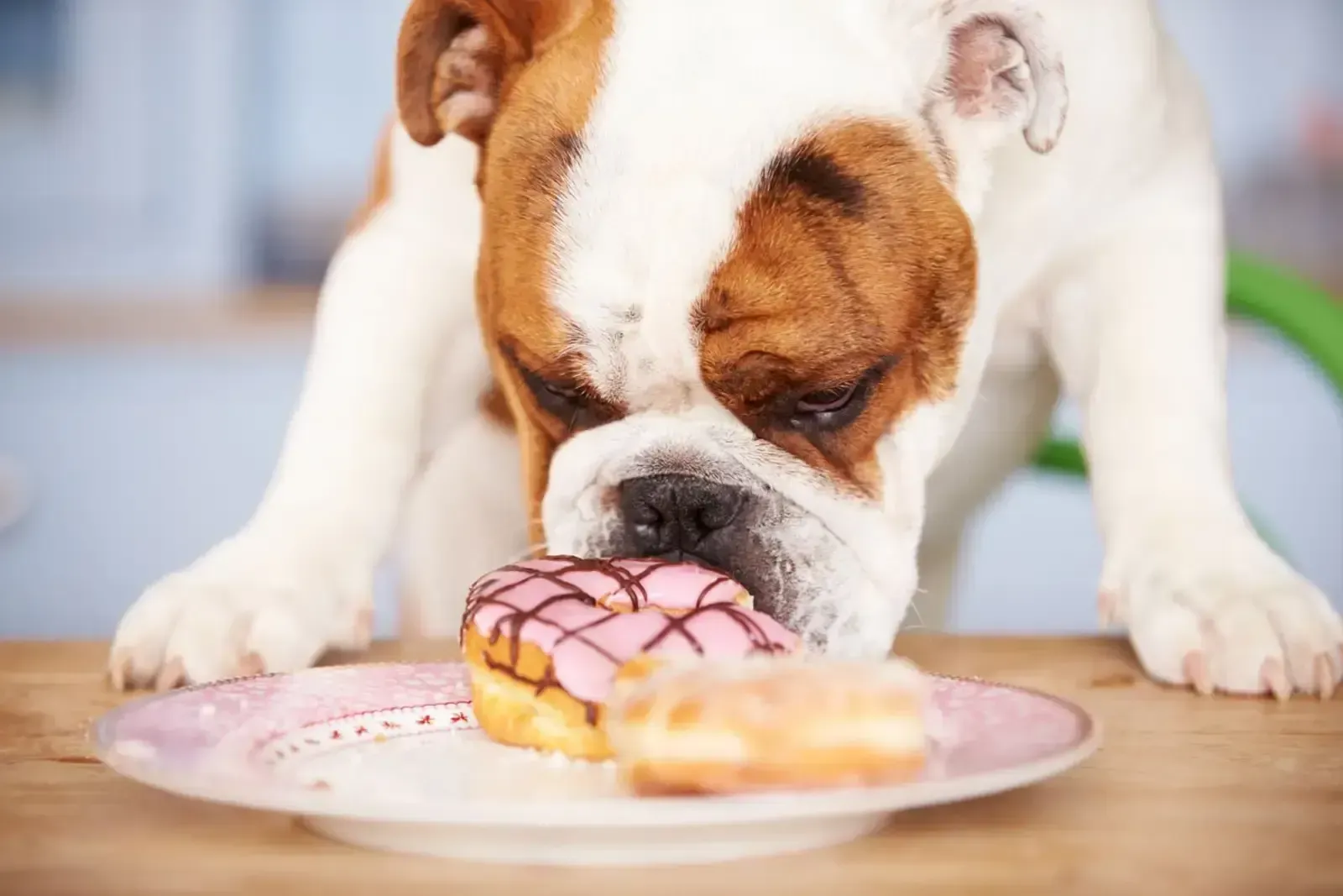 A bulldog eating an iced doughnut from a plate on a kitchen table