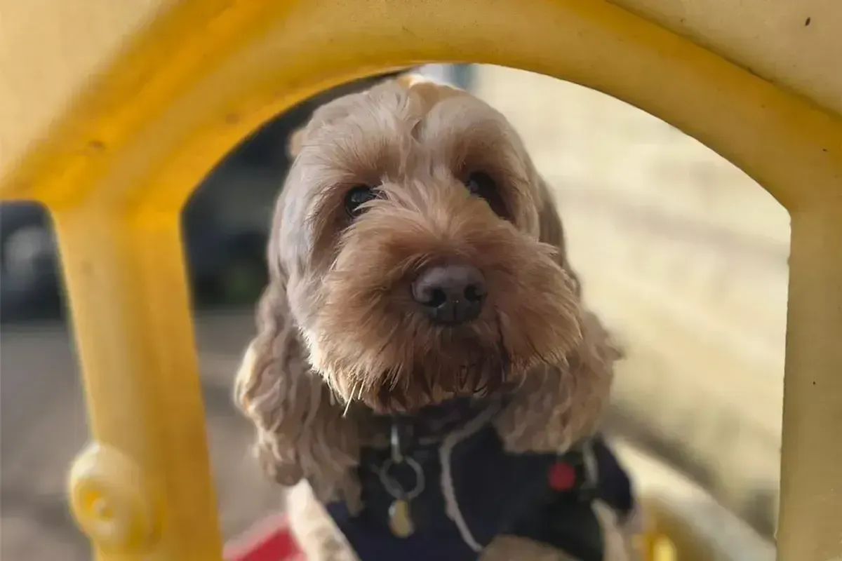 A dog exploring the climbing frame