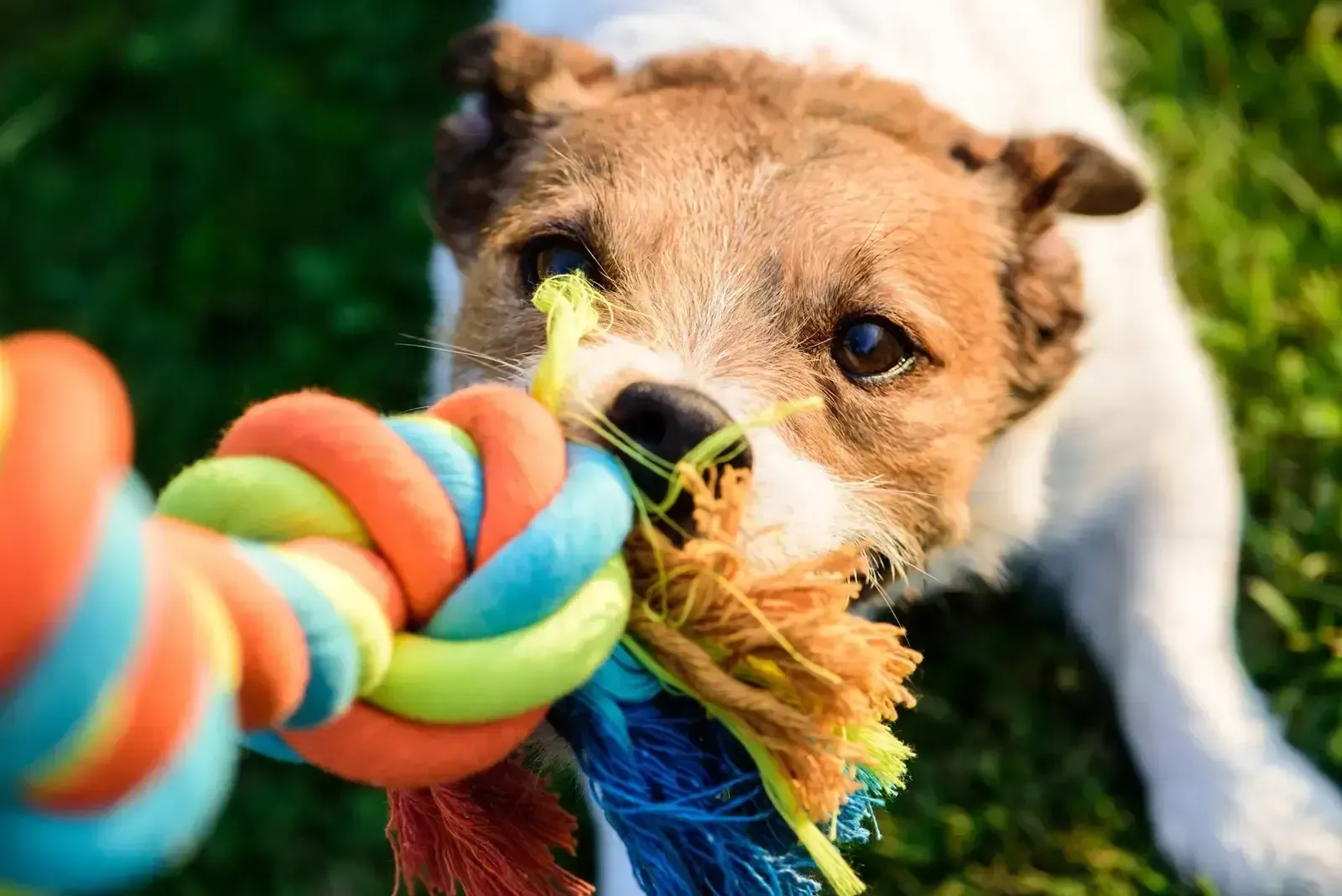 A terrier playing tug of war with a colourful rope toy on the grass