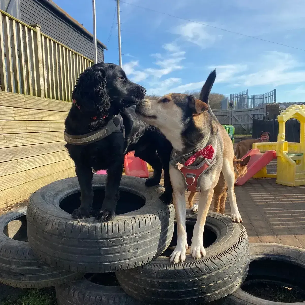 Dogs playing together at day school
