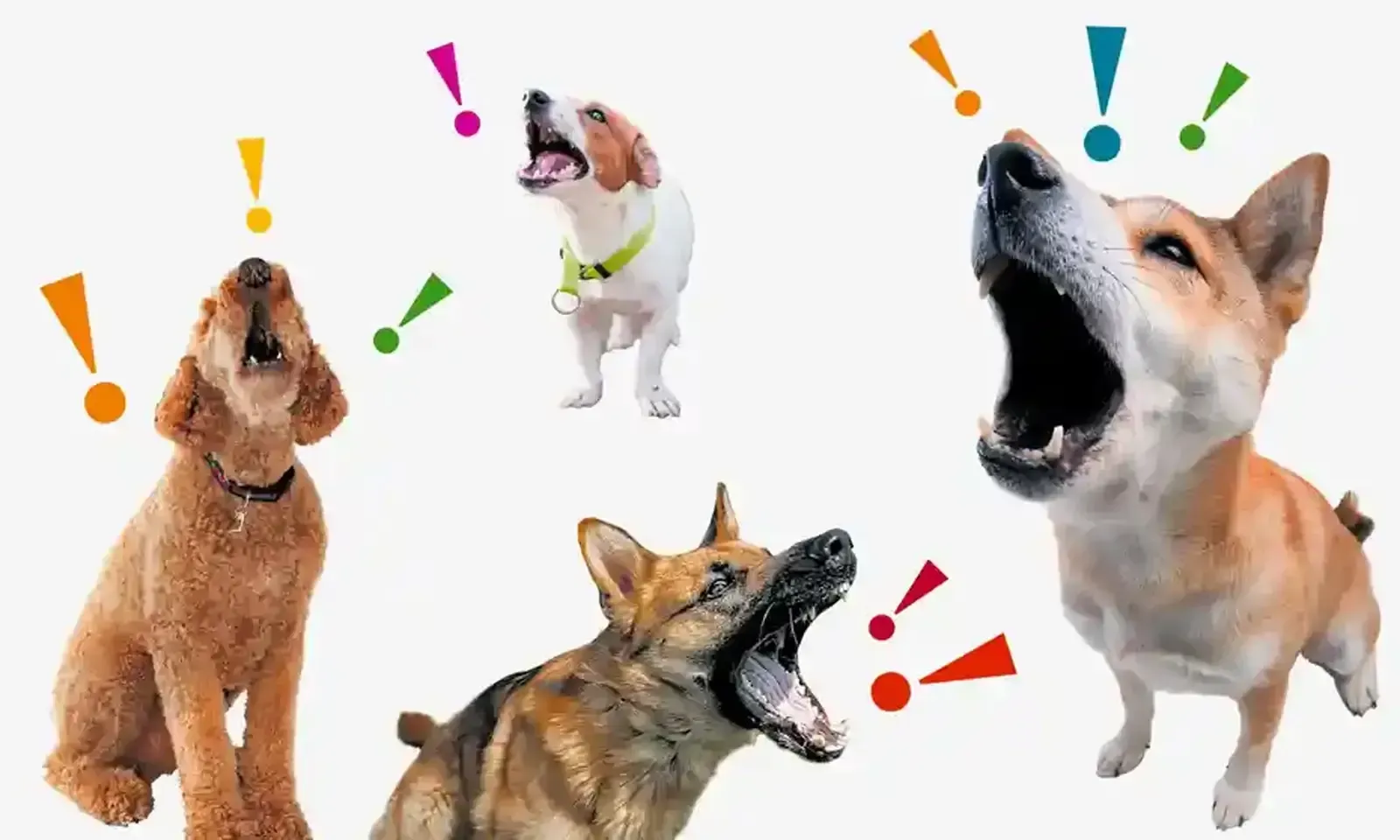 Four dogs of different breeds barking, surrounded by colourful exclamation marks