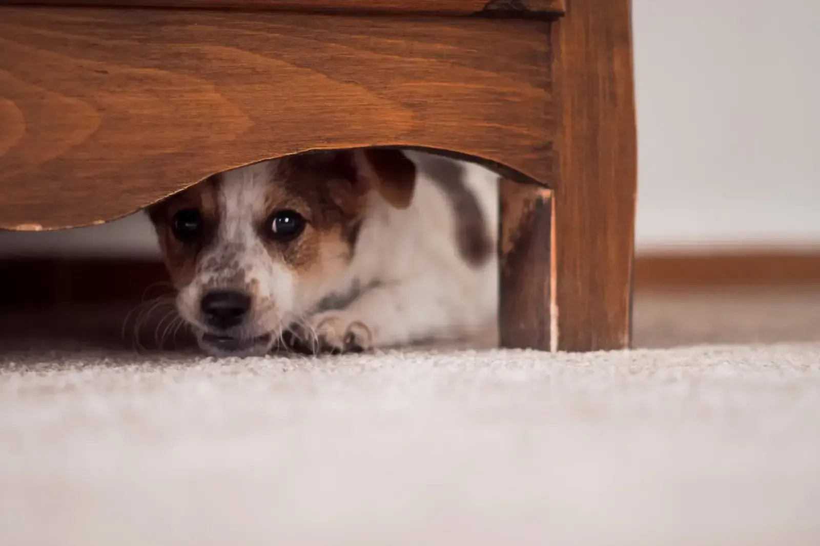 A dog being trained to overcome fear and anxiety