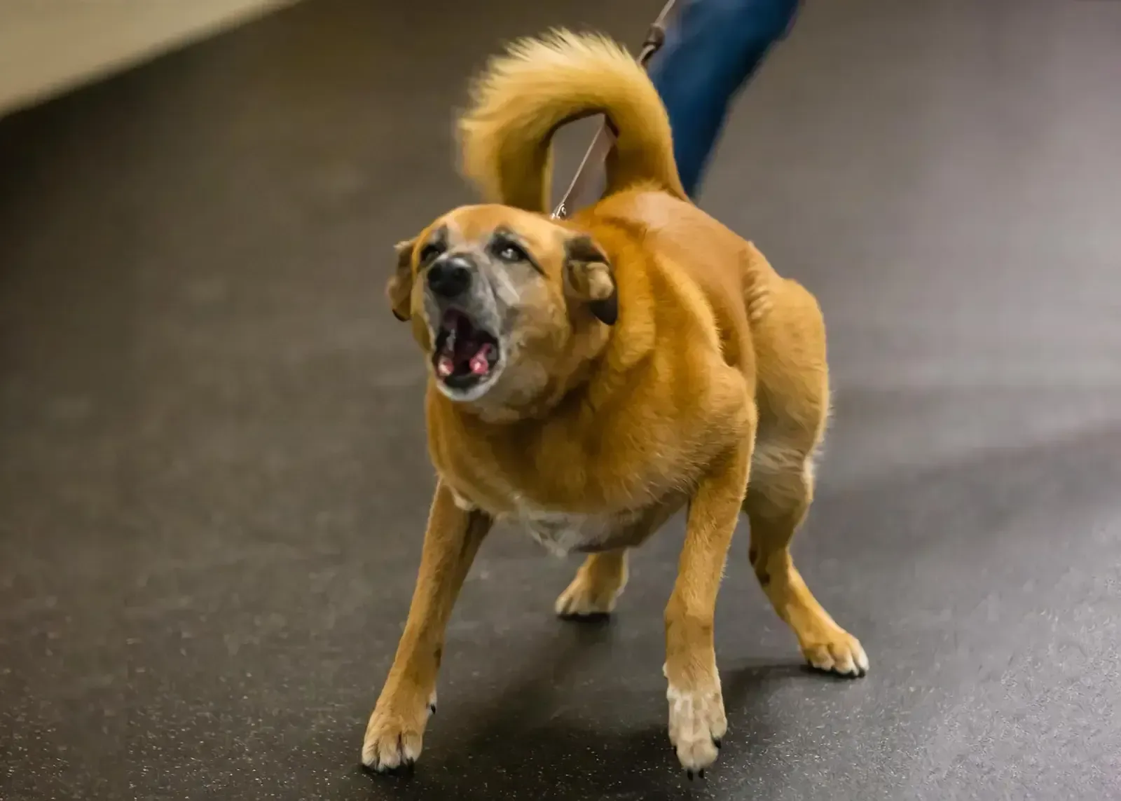 A tan dog on a lead barking and lunging on an indoor training floor