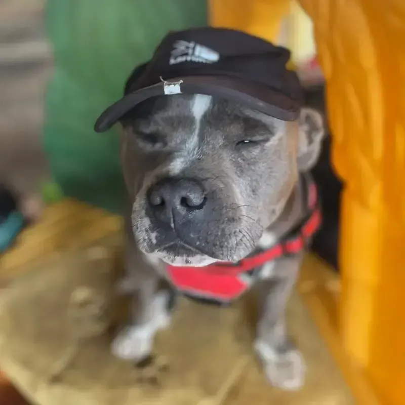 Grey bull-breed dog in a black cap and red collar, eyes closed with a contented expression indoors