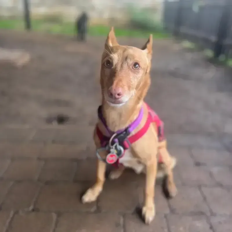 Tan hound in a bright pink harness with an alert, eager expression on a paved yard