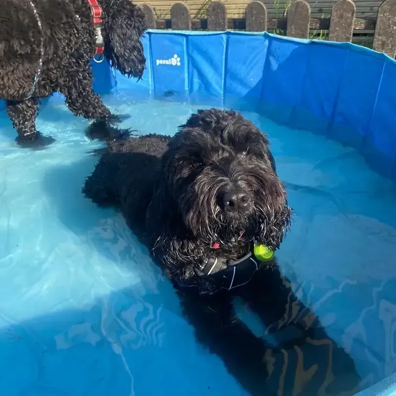 Black cockapoo swimming in a bright blue pool with a yellow toy, other dogs paddling behind