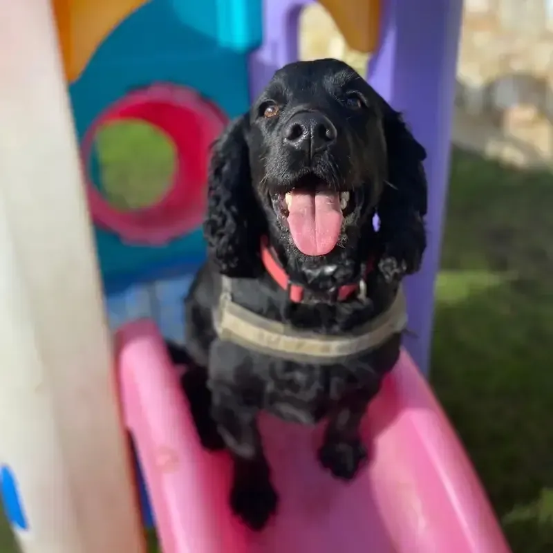 Black spaniel with its tongue out, playing through a colourful garden tunnel