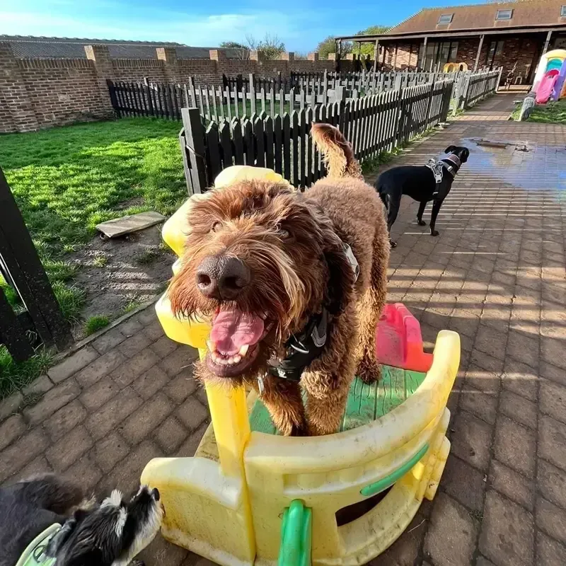 Brown cockapoo with its tongue out on a yellow play toy, a black dog on the deck behind