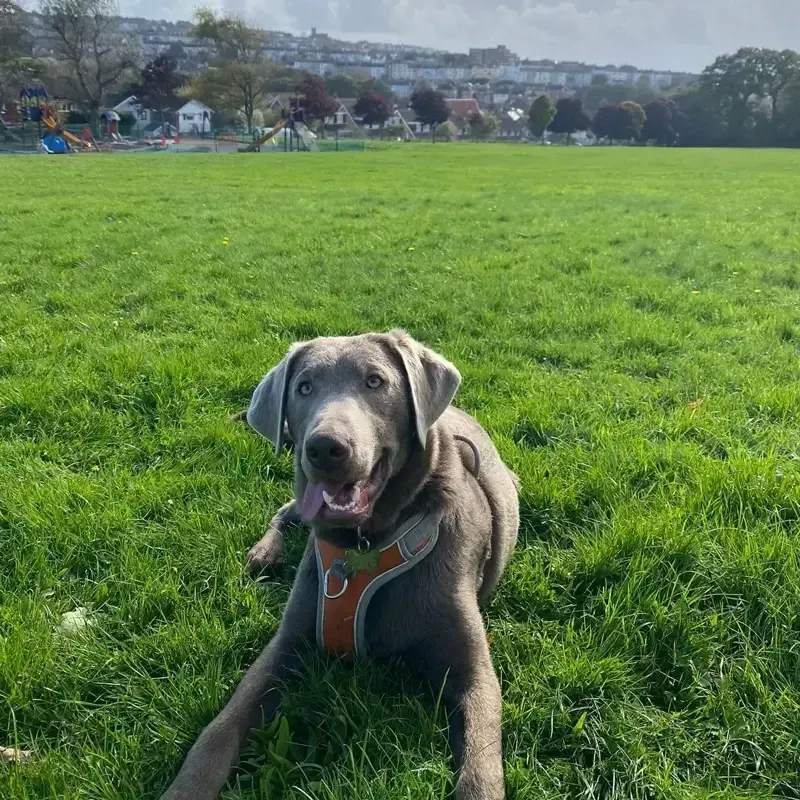 Grey Labrador in a harness standing in a sunlit meadow with countryside hills and a village beyond