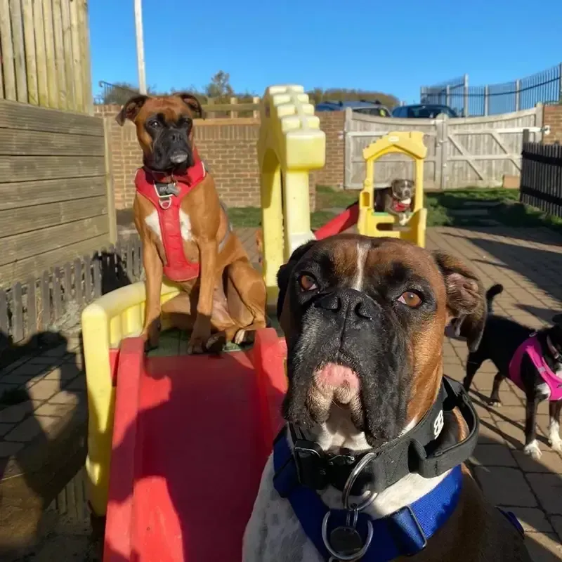 Brindle boxer and friends playing on colourful climbing structures in a sunny outdoor area