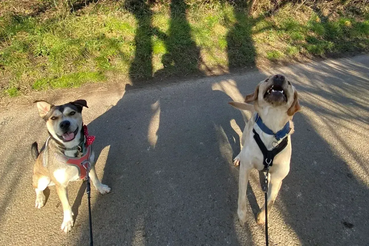 A happy dog on a countryside walk with The Fairy Tails