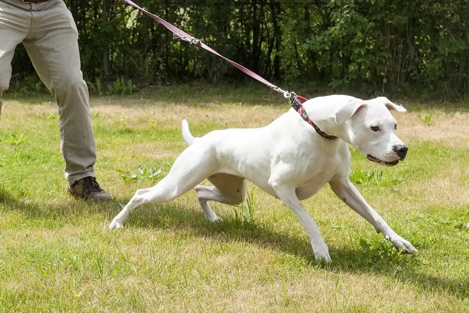 A white dog pulling hard on the leash while being walked on grass