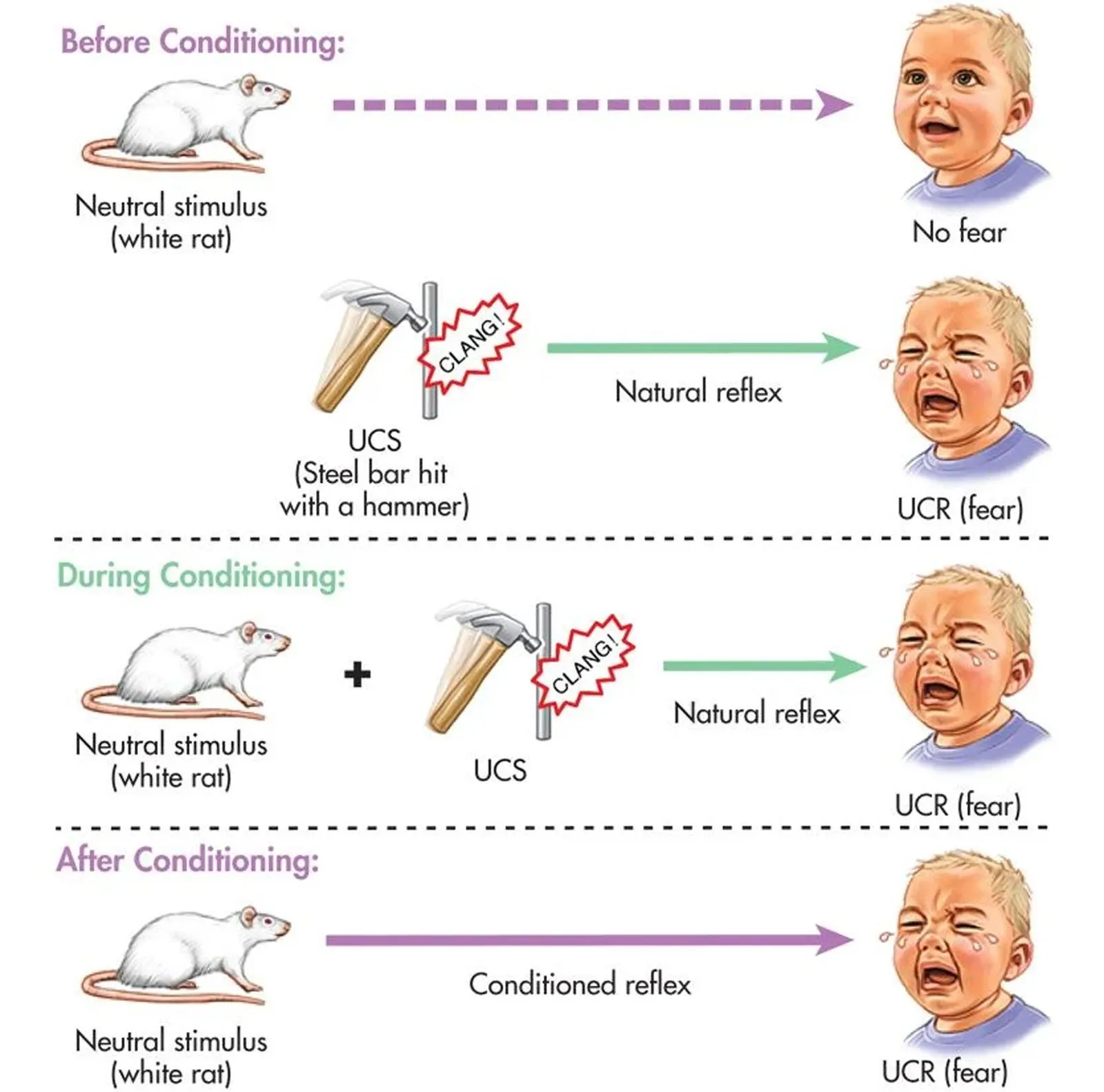 Diagram of the Little Albert experiment showing how pairing a white rat with a loud clanging noise conditions a fear response in a baby