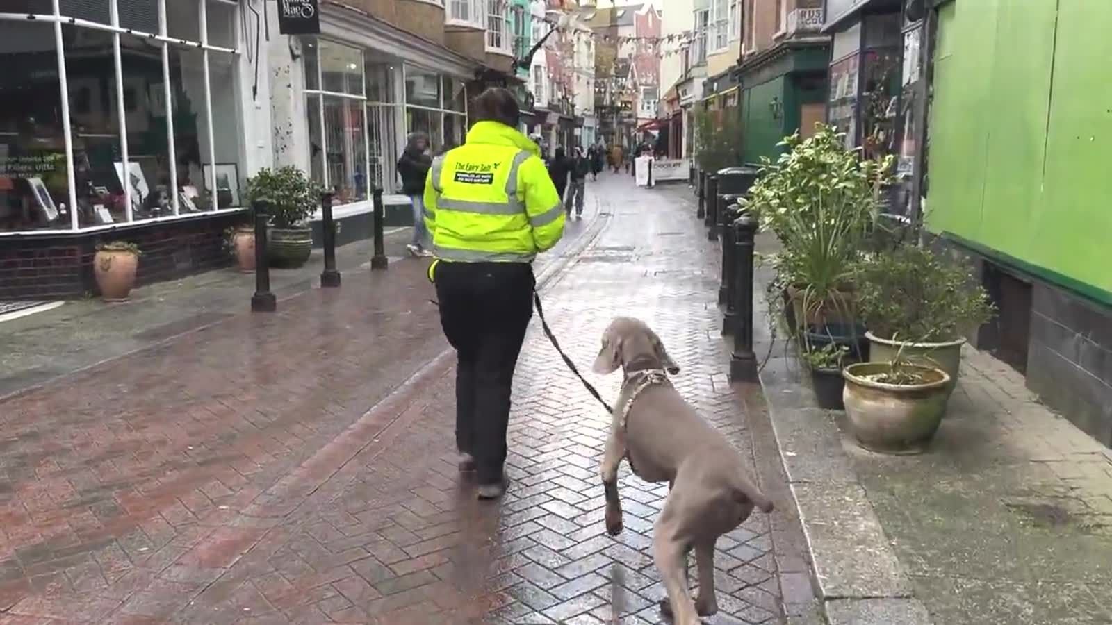 A Fairy Tails handler walking a Weimaraner on the lead through a busy Hastings Old Town shopping street