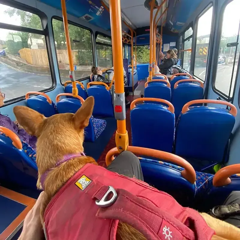 The school bus